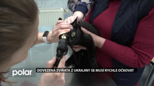 Dovezená zvířata z Ukrajiny se musí rychle očkovat proti vzteklině