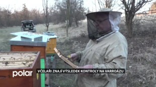 Včelaři znají výsledek zimní kontroly na varroázu