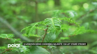 U Leskoveckého chodníku najdete 150 let staré stromy