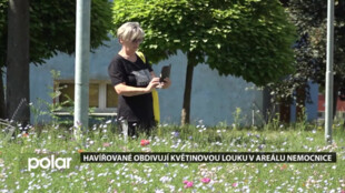 Havířované obdivují květinovou louku v areálu nemocnice, ta vyhlásila i fotosoutěž