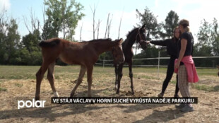 Ve Stáji Václav v Horní Suché vyrůstá naděje parkuru, Viktorie odjela na mistrovství ČR