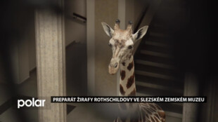 Slezské zemské muzeum má čtyřmetrový preparát žirafy Rothschildovy