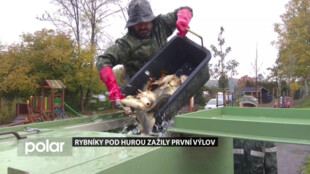 Kapři, okouni, cejni. Na rybnících Pod Hurou ve Výškovicích proběhl první výlov po jejich revitalizaci