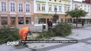 V Karviné na Masarykově náměstí dochází k výměně stromů. Akáty nahradí platany