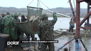 Na Petrově rybníce v Krnově zahájili letošní výlov ryb, ukázali se krásní a kvalitní kapři