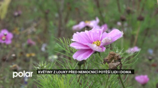 Lidé si mohli natrhat květiny z květinové louky před havířovskou nemocnicí