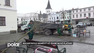 Masarykovo náměstí v Karviné už zdobí nové stromy, tentokrát platany javorolisté