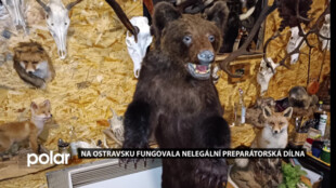 Na Ostravsku fungovala nelegální preparátorská dílna. Tři muži vycpávali i kriticky ohrožené živočichy