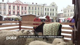 Živý betlém odolal největšímu prosincovému mrazu i nařízení veteriny