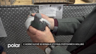 V Horní Suché se konala oblastní výstava poštovních holubů, ti nejlepší postoupí na celostátní soutěž
