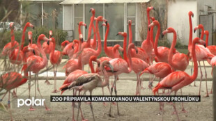 Zoo Ostrava připravila speciální komentovanou valentýnskou prohlídku