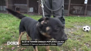 Poplatky za psy je třeba uhradit do konce března. Vyzývá občany radnice Ostravy-Jihu