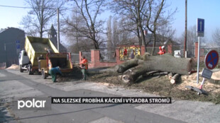 Za pokácené stromy na Slezské Ostravě se musí vysadit nové