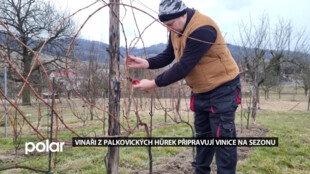 Vinaři z Palkovických hůrek připravují své vinice zimním řezem na novou sezonu