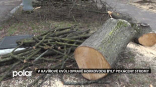 V Havířově musely být kvůli opravě horkovodu pokáceny vzrostlé stromy