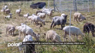 MS kraj přispěje chovatelům ovcí na ochranu před vlky. Stačí splnit podmínky programu