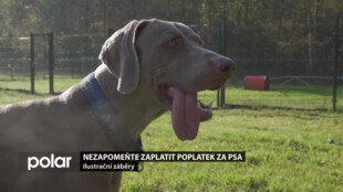 Slezská Ostrava upozorňuje na nutnost zaplatit poplatek za psa
