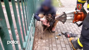 Hasiči v Ostravě zachránili dalšího psa v nouzi