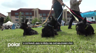 Ukázky Agility, veterinární fyzioterapie, zábava. V Ostravě-Jihu proběhl 2. ročník akce Pes, přítel na Jihu
