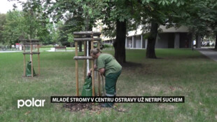 Mladé stromy v centru Ostravy už netrpí suchem. Vodu jim postupně dodávají zavlažovací vaky