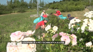 Lesopark je v péči zahradníků technických služeb
