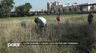 Luční trávníky v Moravské Ostravě jsou pestré. Pomáhá kokrhel