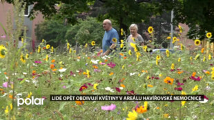Lidé opět obdivují květiny v areálu havířovské nemocnice