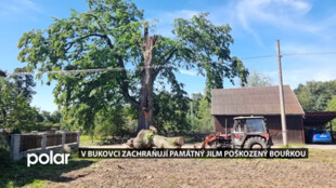 V Bukovci zachraňují památný jilm rozlomený za silné bouřky