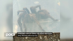 Karvinští strážníci odchytávali na ulici Kosmonautů velkého pavouka
