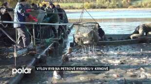 Na největším Petrově rybníku v Krnově zahájili výlovy ryb.  Celkově to vypadá ještě lépe, než vloni