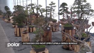 Ostravská zoo nově zpřístupnila sbírku bonsají i v zimě, návštěvníci je tak uvidí kvést