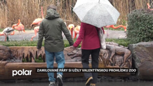 Zamilované páry si užily valentýnskou prohlídku v ostravské zoo, nevadil jim ani déšť
