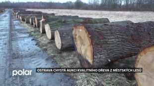 Ostrava chystá aukci kvalitního dřeva. Kromě městských lesů nabídnou surovinu i další vlastníci