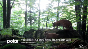 V Beskydech žije asi 10 rysů a stejný počet vlků. Občas ze Slovenska dorazí i medvěd