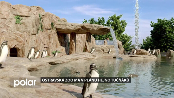 Ostravská ZOO má v plánu tučňáky. Návštěvníci je budou moci sledovat z podvodního tunelu