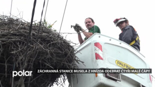 Ornitologové ze Záchranné stanice v Bartošovicích museli v Havířově odebrat z hnízda čtyři malé čápy, bez pomoci by nepřežili