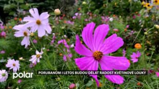 V Ostravě-Porubě vykvete 14 květinových luk. Novinkou jsou louky na Hl. třídě a u Oblouku