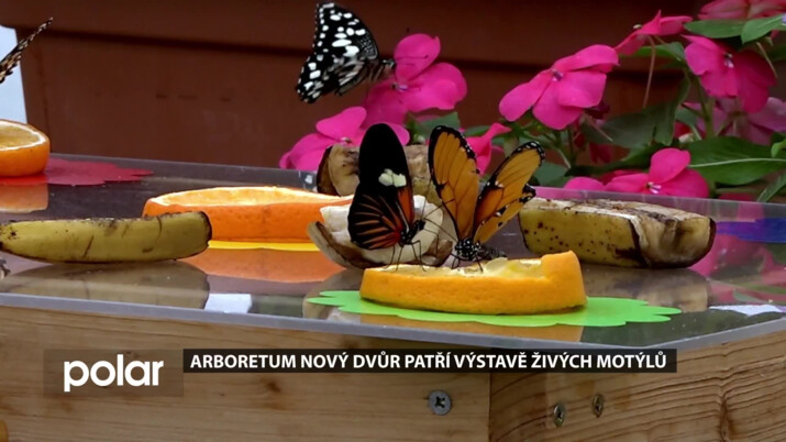 Nádherná morfa, perleťovci, danajci. Arboretum Nový Dvůr patří výstavě živých motýlů