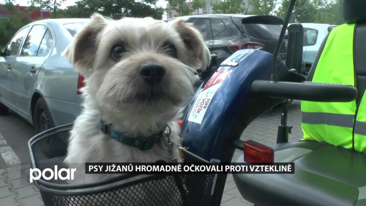 Psy občanů obvodu Ostrava-Jih hromadně očkovali proti vzteklině
