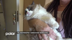 Krnovská nemocnice uvádí do praxe felinoterapii, podpůrnou léčebnou metodu pro nejtěžší pacienty