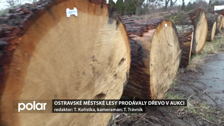 Ostravské městské lesy prodaly dřevo v aukci. je to výhodnější