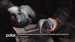 Porubská radnice reguluje počet holubů jejich odchyty. Ročně jde o stovky ptáků