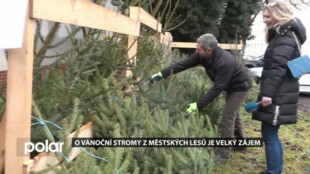 O čerstvě řezané vánoční stromy opavských městských lesů je velký zájem