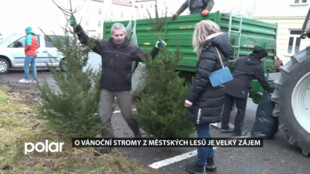 Opavské městské lesy lidem nabídly více než stovku vánočních stromů různých velikostí