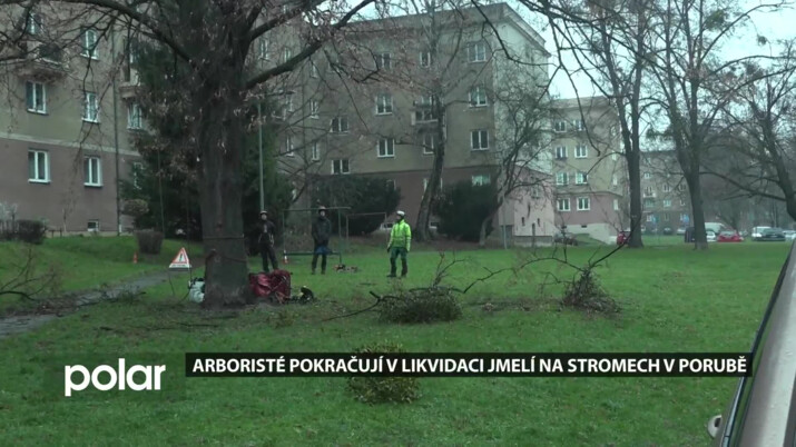 Ostrava pokračuje v likvidaci jmelí, parazit poškozuje městskou zeleň