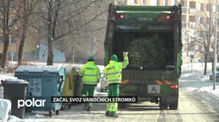 Ostrava zajištuje svoz vánočních stromků. Stačí jej odnést ke kontejnerům