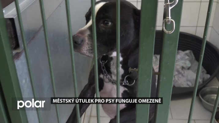 Městský útulek pro psy v Opavě čeká rekonstrukce. Po povodních funguje omezeně