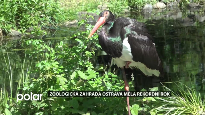 ZOO Ostrava měla rekordní rok. I díky počasí byla návštěvnost znovu překonána