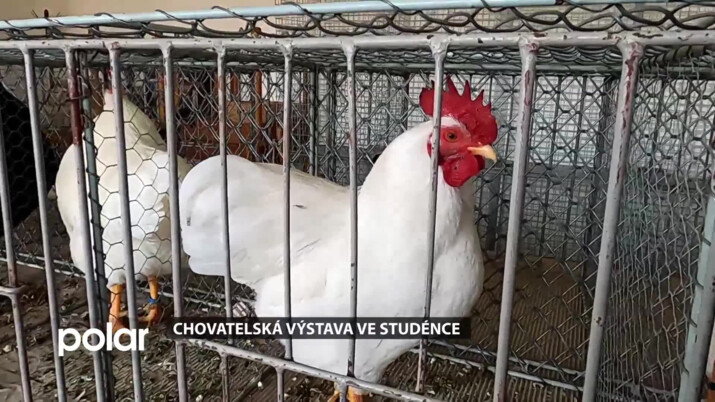 BEZ KOMENTÁŘE: Chovatelská výstava ve Studénce