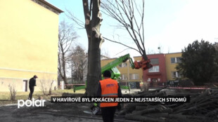 Před MŠ Radniční musel být pokácen vzrostlý buk, pod stromem je kanalizace a jiné sítě